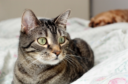 A dog keeps a watchful eye on the family cat.